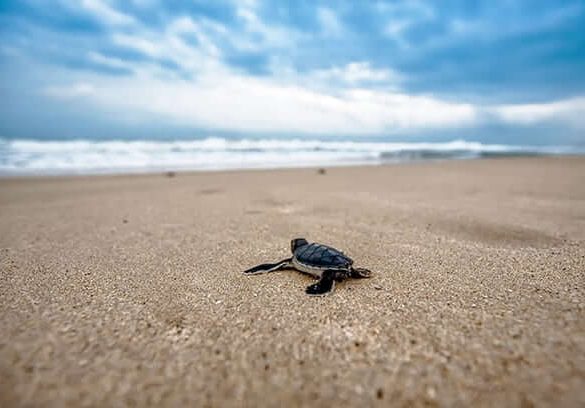 turtle-2201433_1920