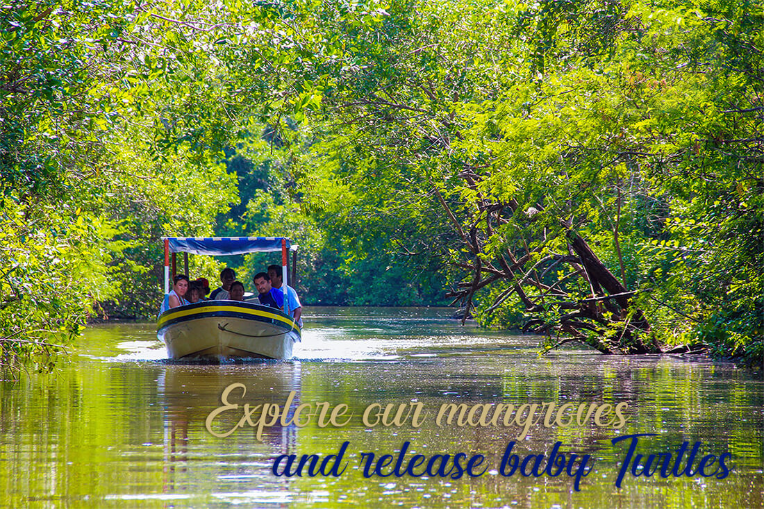 Mangroves Turtle Release Tour