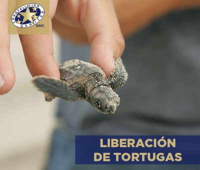 Liberación de tortugas en Acapulco