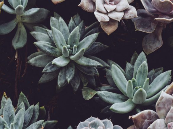 Slide 1 Tradición y naturaleza - Jardín Botánico Acapulco