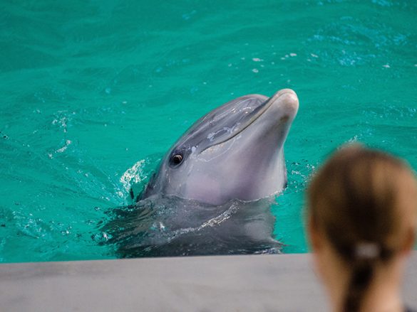 Slide 2 Experiencia Nado con delfines-min