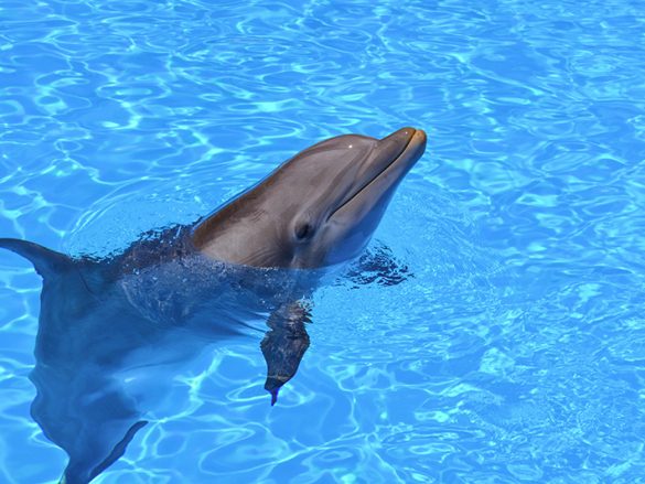 Slide 3 Slide 1 Experiencia Nado con delfines-min