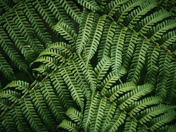 Slide 3 Tradición y naturaleza - Jardín Botánico Acapulco